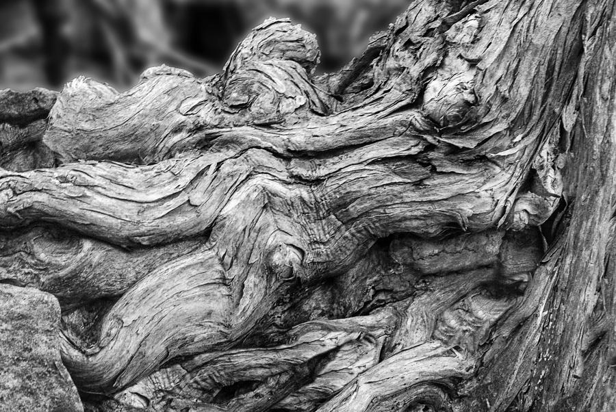 Close-up texture of weathered driftwood