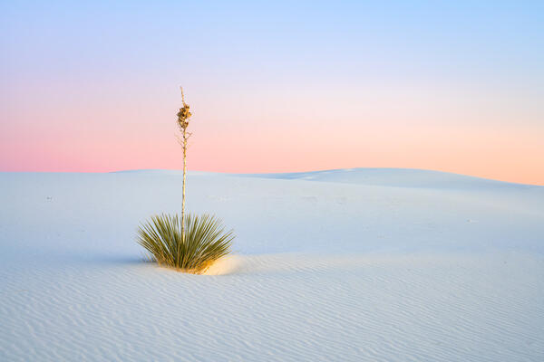 Lone plant in vast white desert landscape