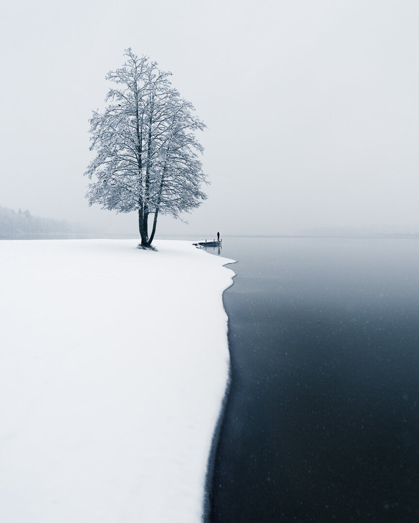Lone tree in snowy winter landscape