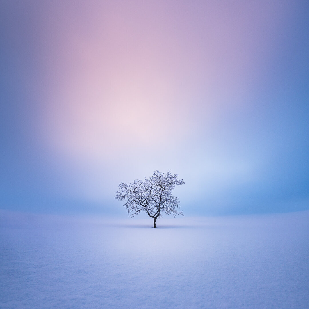 Tree silhouette against pastel twilight sky