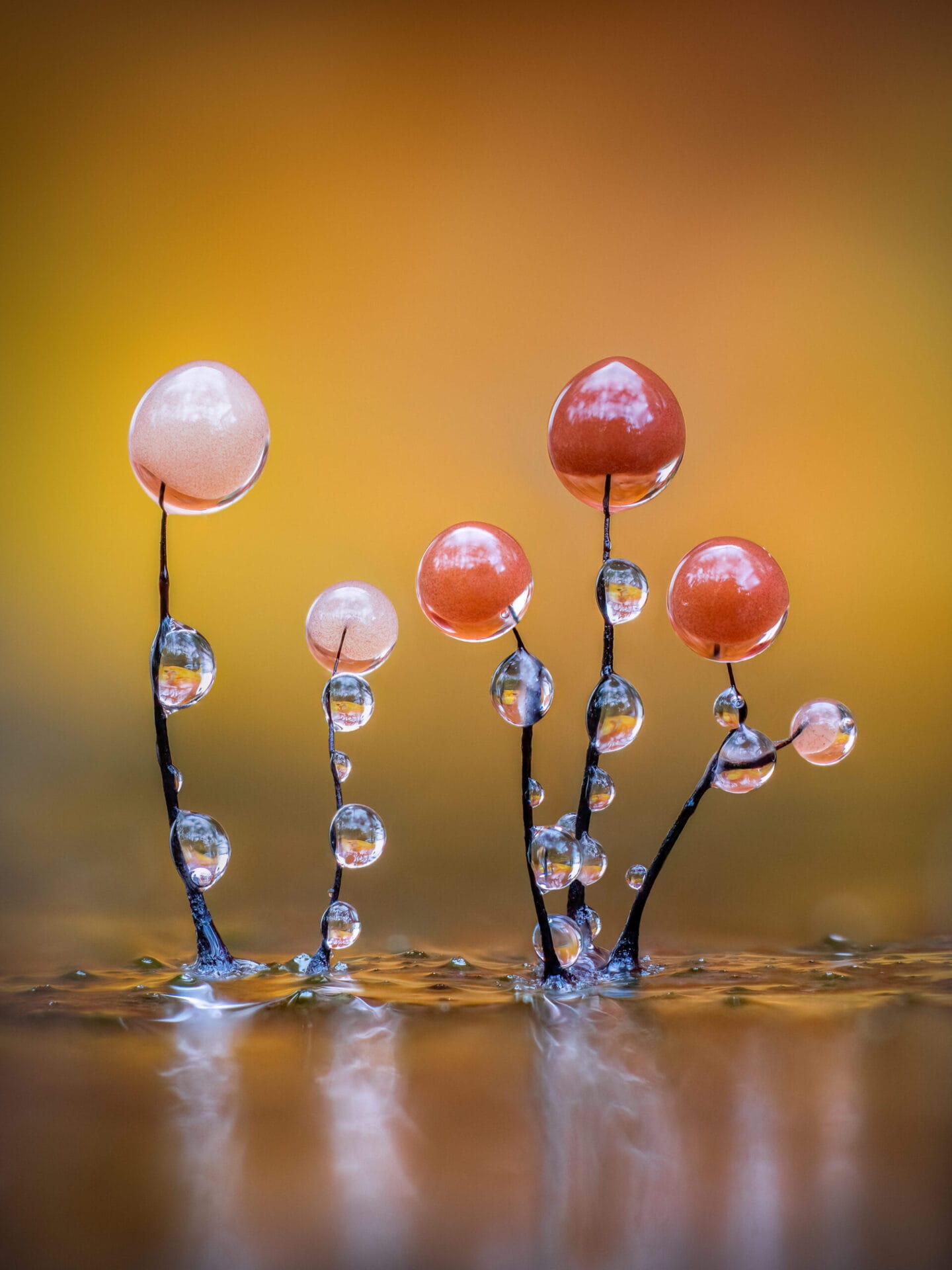 Close-up of dewdrops on slime mold