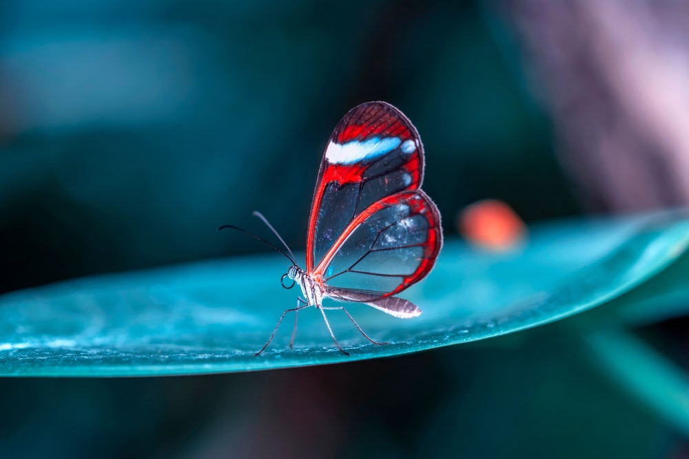 Macro photograph of butterfly on leaf